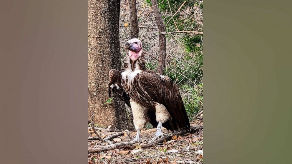 PHOTO: A rare and endangered vulture, named Pin, died an 'unusual' death in its enclosure over the weekend at the Dallas Zoo. The zoo found the bird dead on Jan. 21, 2023 and said it found an unusual wound and injuries.