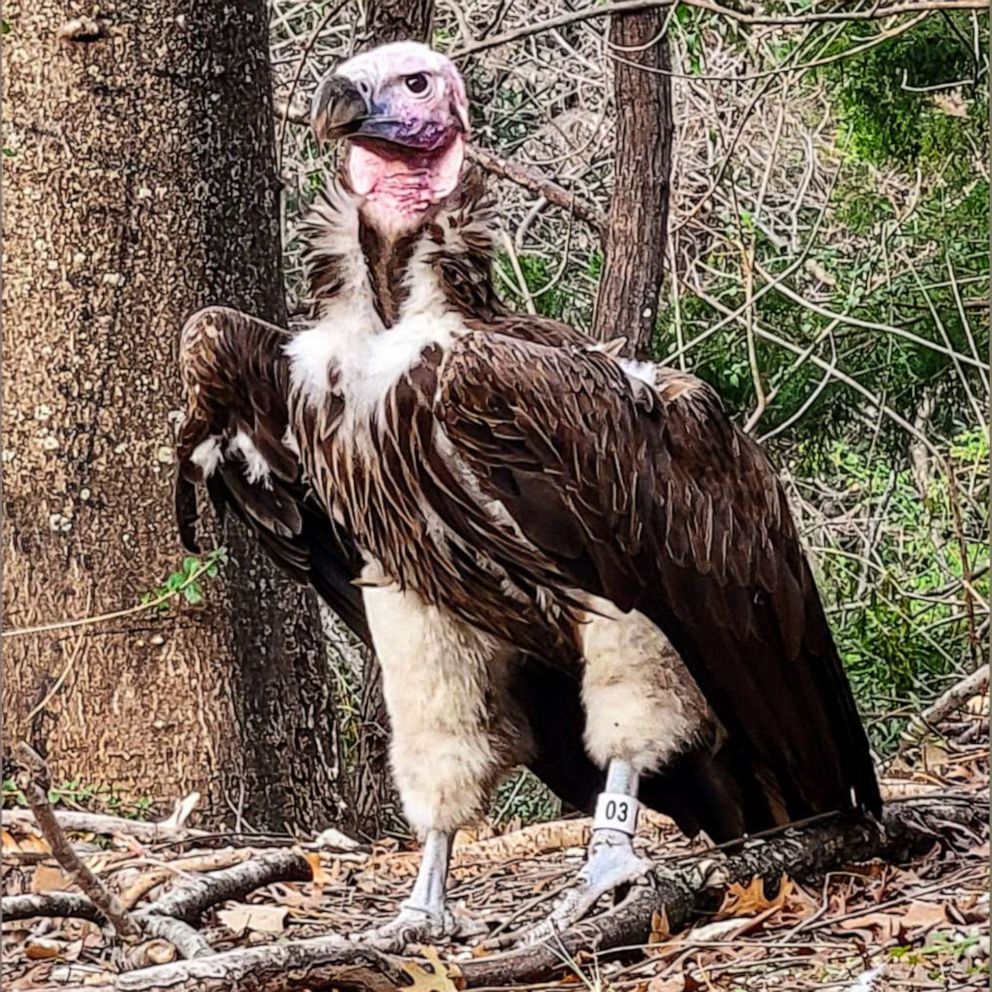 Endangered vulture dies 'unusual' death at Dallas Zoo as string of ...