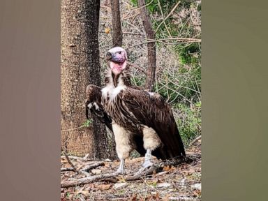 Endangered vulture dies 'unusual' death at Dallas Zoo in another suspicious incident