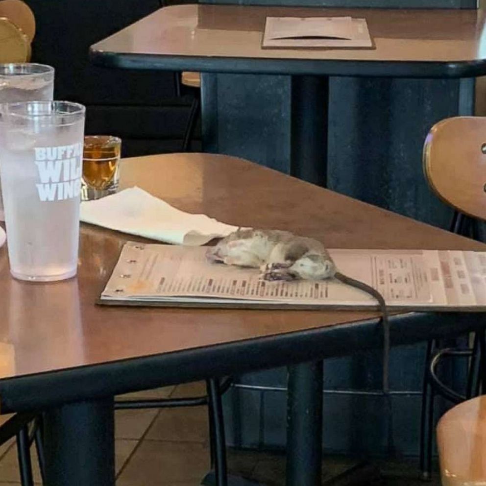 Rat Falls From Ceiling Onto Customer S Table At Buffalo Wild Wings
