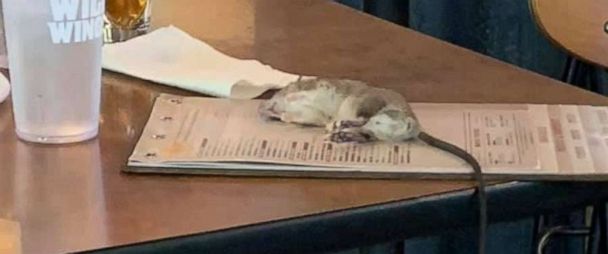 Rat Falls From Ceiling Onto Customer S Table At Buffalo Wild Wings