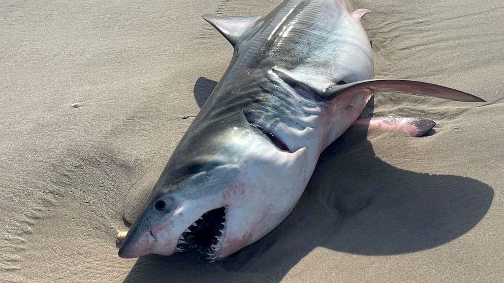PHOTO: A 7- to 8-foot dead shark appearing to be a great white washed ashore on a Long Island beach, July 20, 2022.