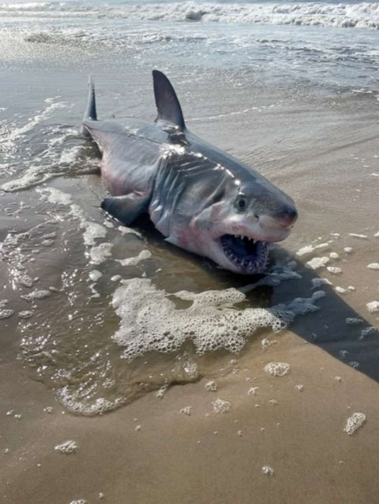 PHOTO: A 7- to 8-foot dead shark appearing to be a great white washed ashore on a Long Island beach, July 20, 2022.
