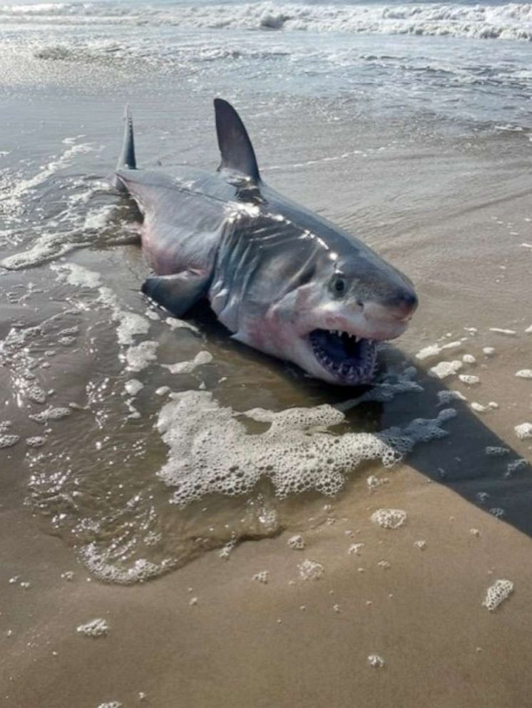 Teen Surfer Bitten Dead Shark Found On Shore In Latest New York   Dead Shark 02 Ht Jef 220720 1658357071626 HpEmbed 3x4 992 