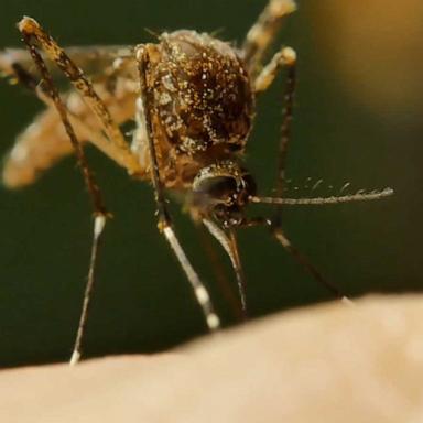 Mosquitoes are among the deadliest living beings on the planet.