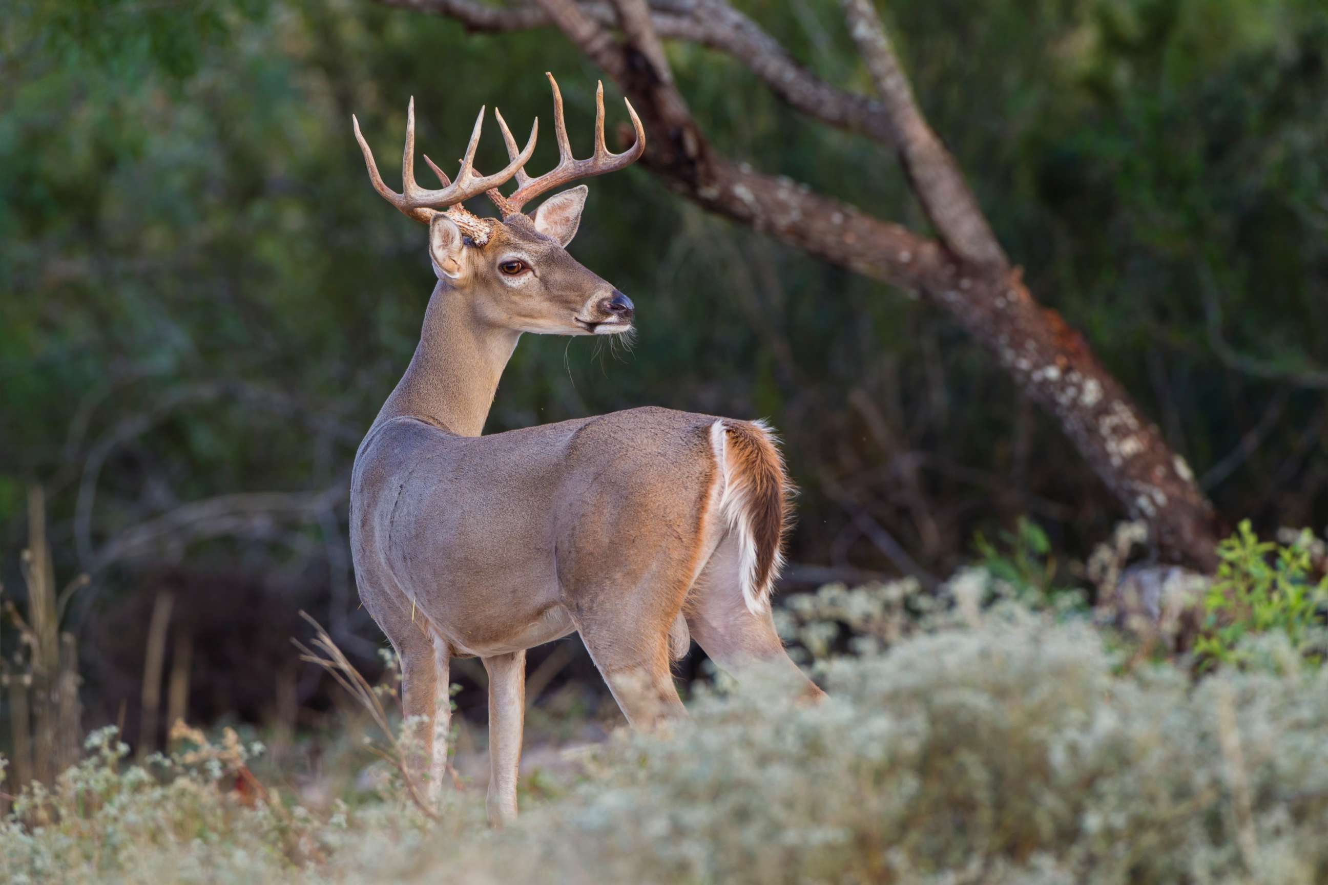 PHOTO: A white-tailed Deer buck is seen in early autumn.