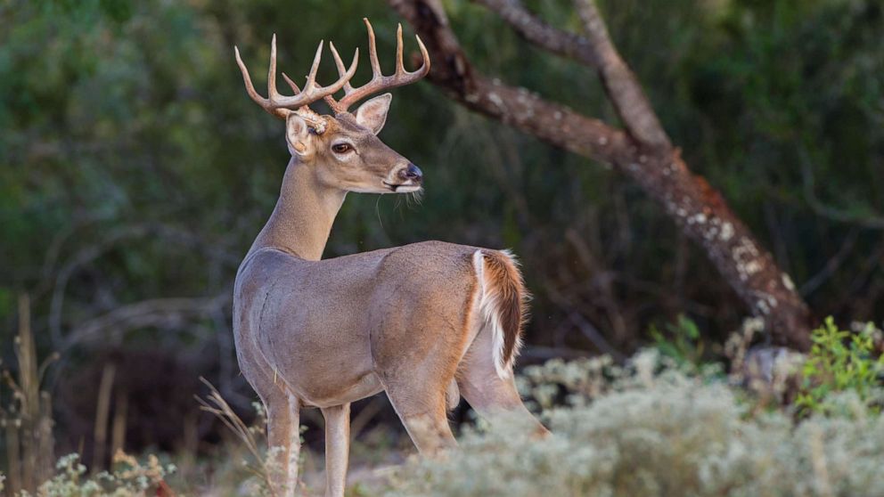 PHOTO: A white-tailed Deer buck is seen in early autumn.