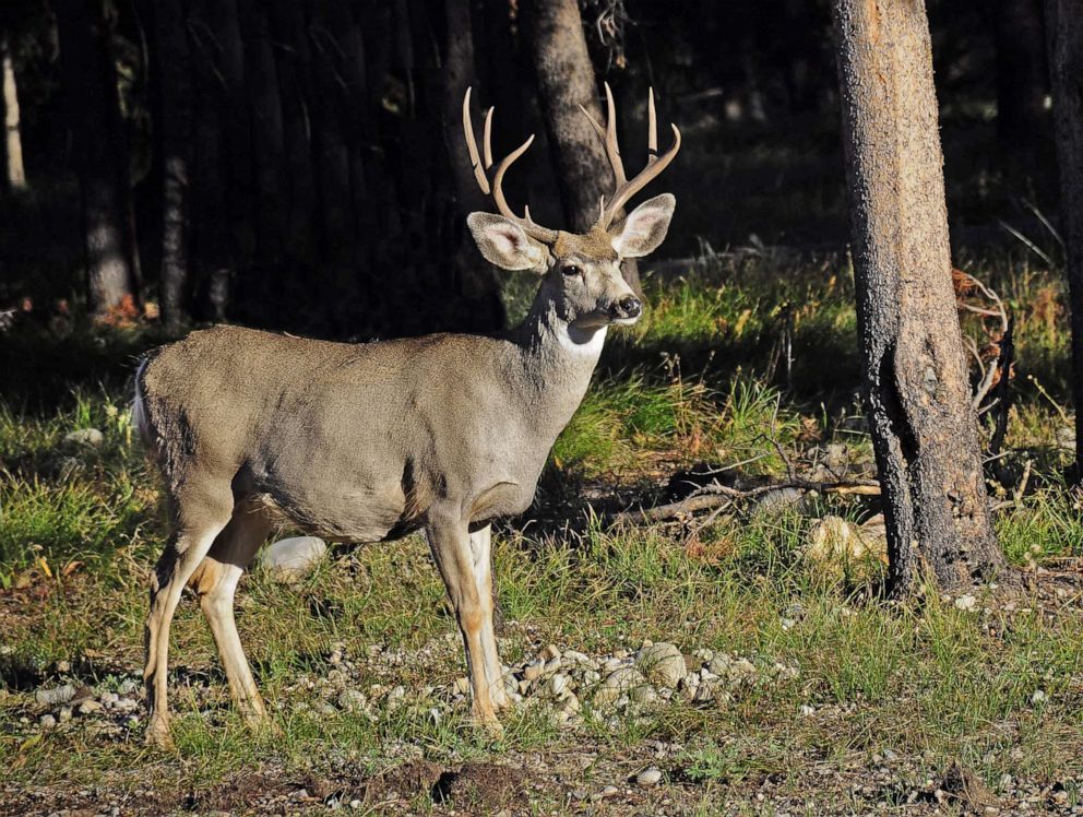 PHOTO: In this file photo on Sept. 24, 2014 a male buck white-tailed deer stands beside a road in Yellowstone National Park in Wyoming.