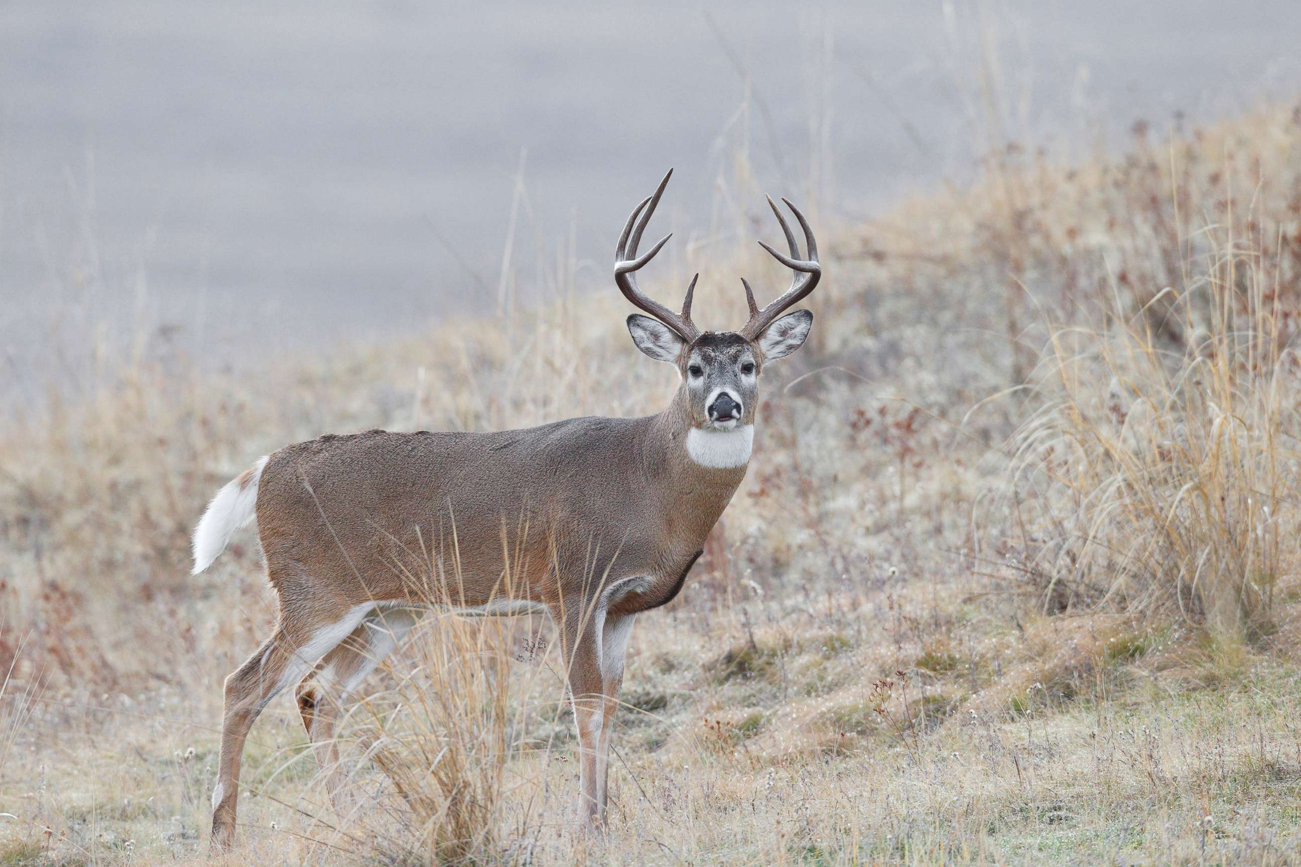 PHOTO: In this undated file photo, a white tailed buck deer is shown in the fall. 