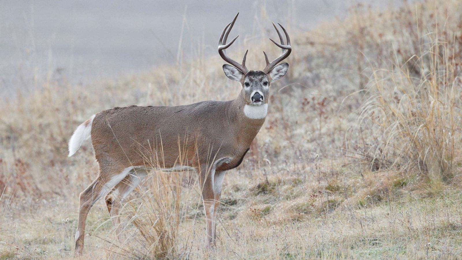 Arkansas hunter dies after being attacked by deer he thought was dead - ABC News