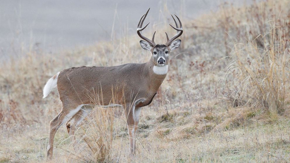 PHOTO: In this undated file photo, a white tailed buck deer is shown in the fall. 