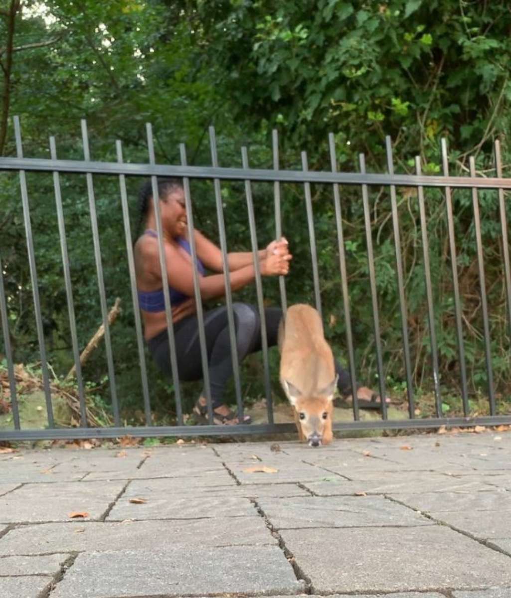 PHOTO: In a video posted to Instagram, jogger Chloe Dorsey rescues a deer from a fence at Georgia's Stone Mountain Park, Sept. 17, 2019.