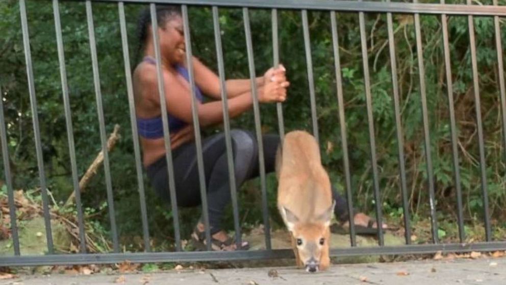 PHOTO: In a video posted to Instagram, jogger Chloe Dorsey rescues a deer from a fence at Georgia's Stone Mountain Park, Sept. 17, 2019.