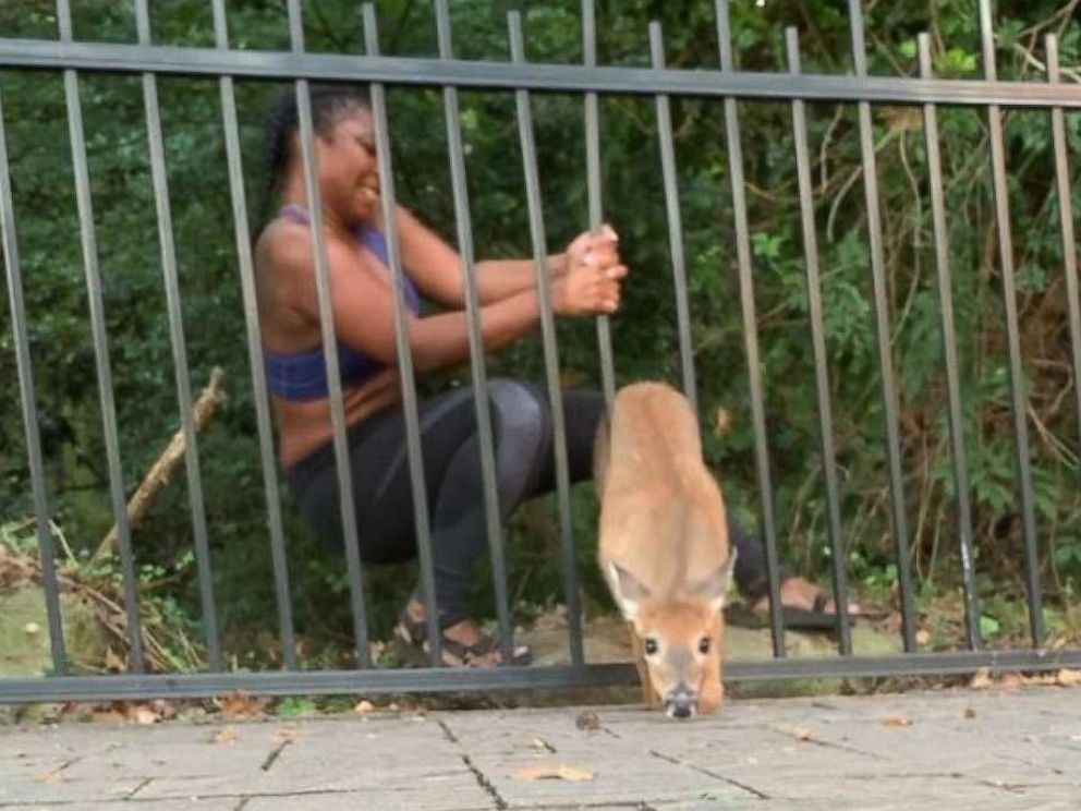 PHOTO: In a video posted to Instagram, jogger Chloe Dorsey rescues a deer from a fence at Georgias Stone Mountain Park, Sept. 17, 2019.