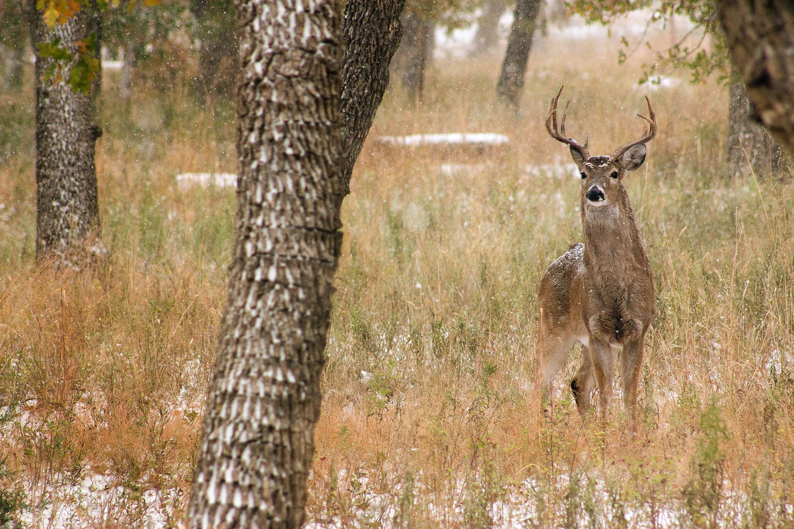PHOTO: A deer in a woodland area.