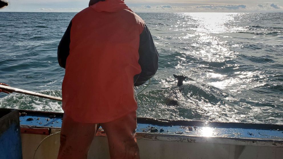 PHOTO: Commercial fishermen spotted a deer in the waters off the coast of Addison, Maine. 