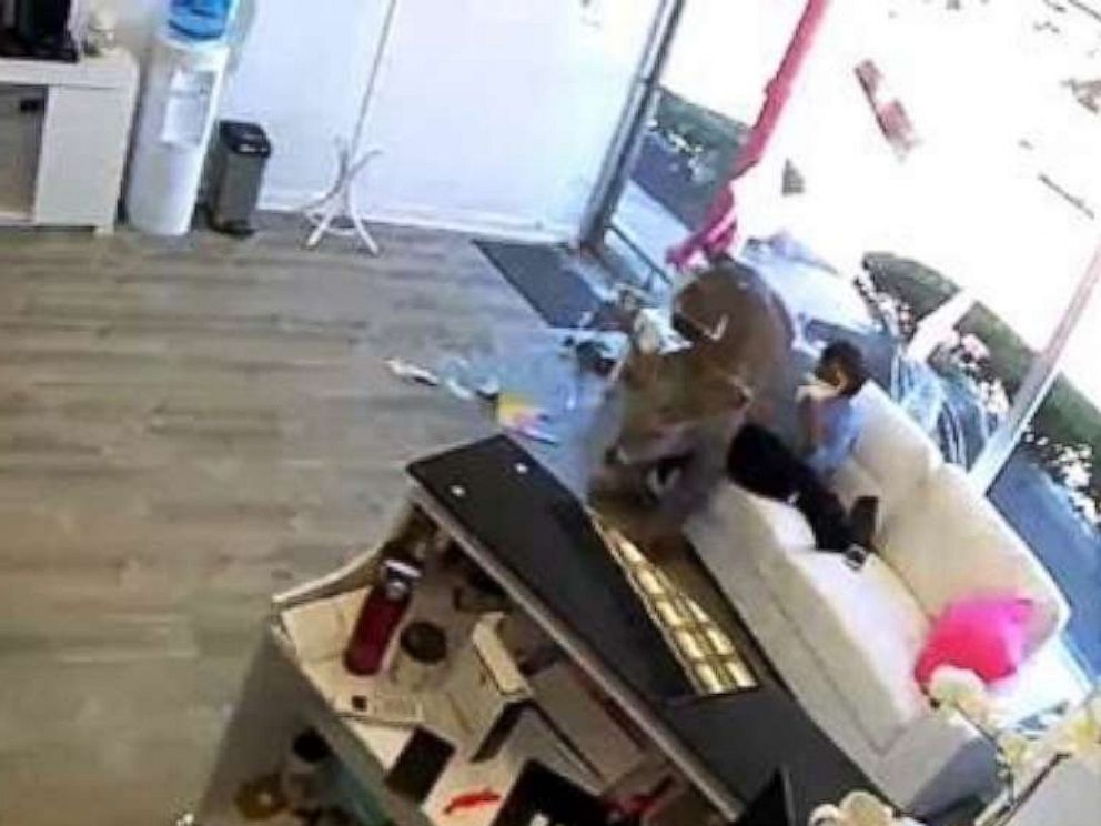 Deer Bursts Through Salon Window, Startling Customers - ABC News