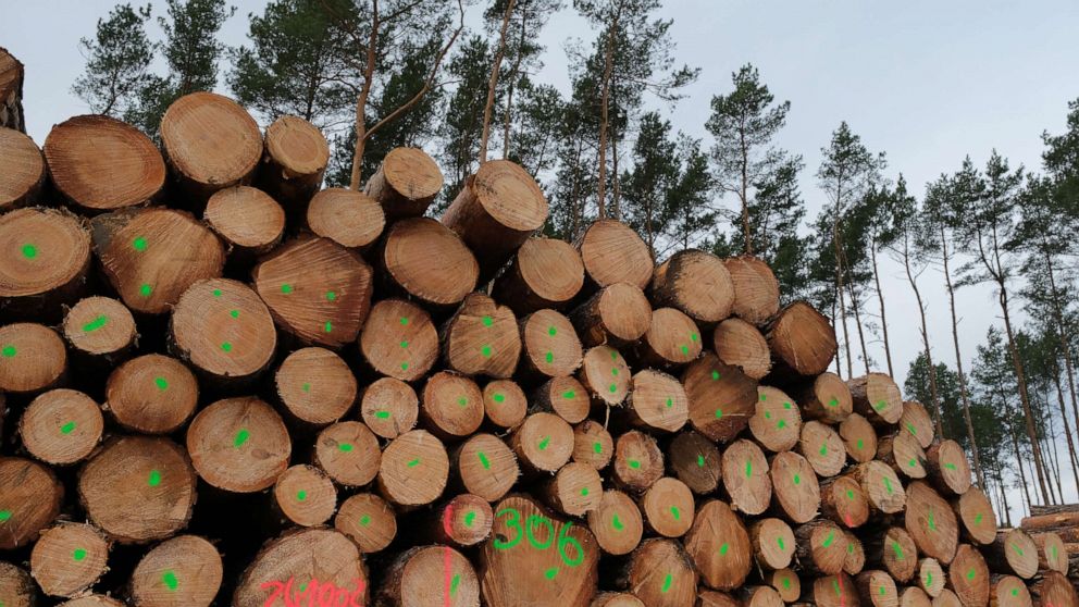 PHOTO: Logs lie stacked on land cleared of trees at the site of the new Tesla Gigafactory, Feb. 17, 2020, near Gruenheide, Germany.