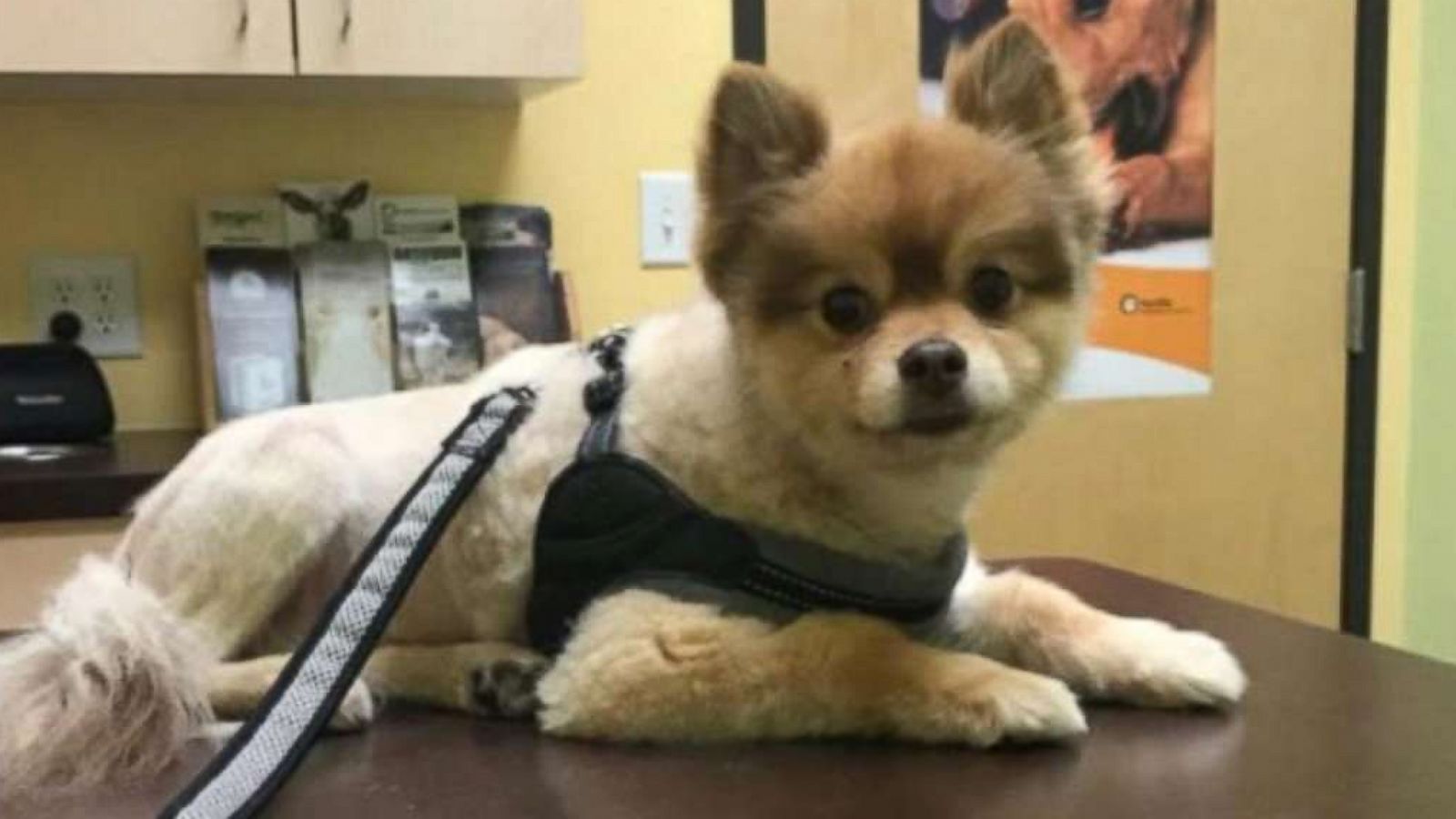 PHOTO: A Pomeranian dog named Alejandro is pictured in this undated photo.