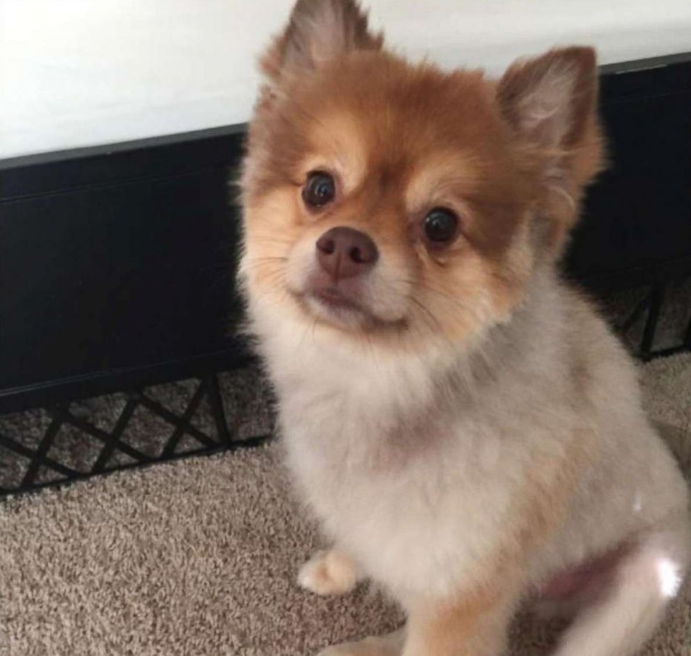 PHOTO: A Pomeranian dog named Alejandro is pictured in this undated photo.