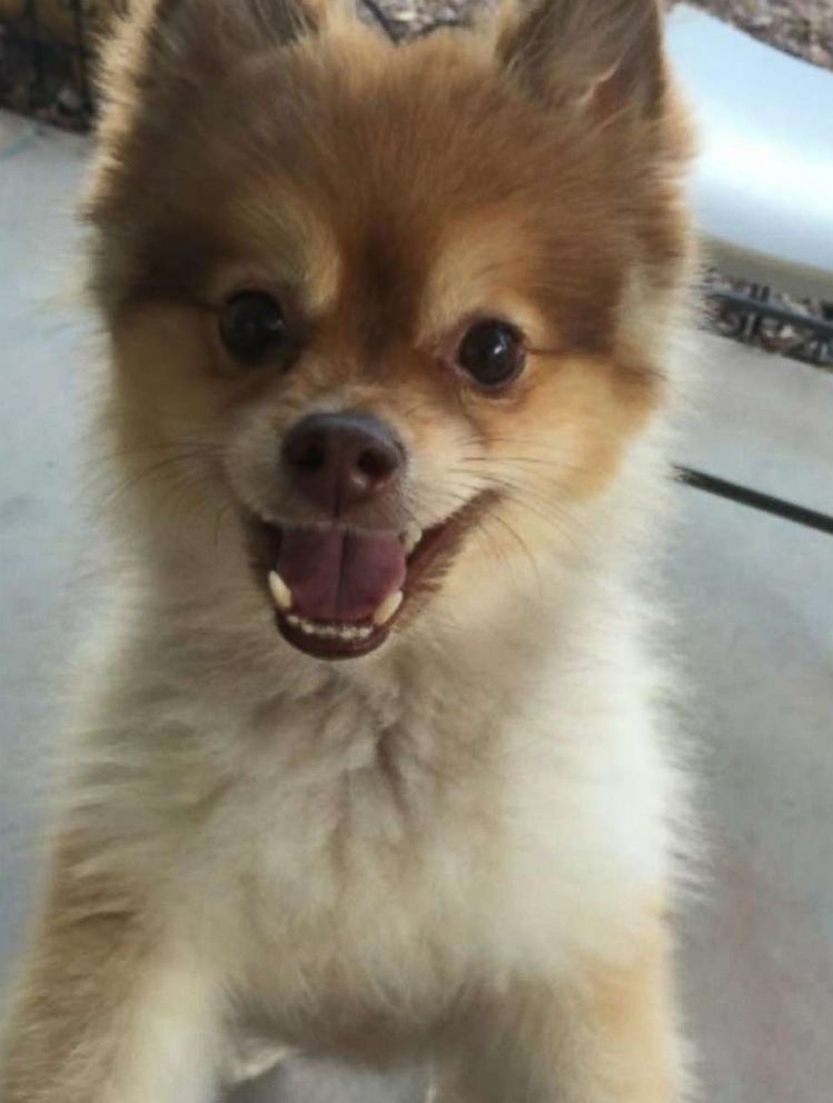 PHOTO: A Pomeranian dog named Alejandro is pictured in this undated photo.