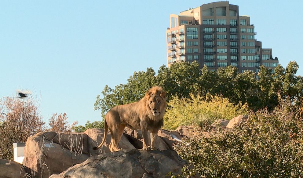 PHOTO: A male lion surveys his enclosure at the Denver Zoo amidst the city's skyline.