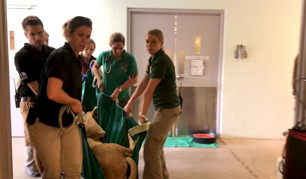 PHOTO: A dedicated team of vets and zoo staff carry a female lion in to the medical unit to have her contraception device removed at the Denver Zoo.