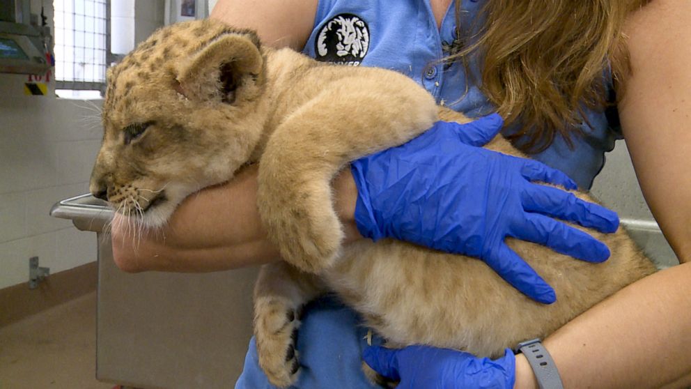 PHOTO: The Denver Zoo's six-week-old male lion cub is carried by a zookeeper during a medical exam.
