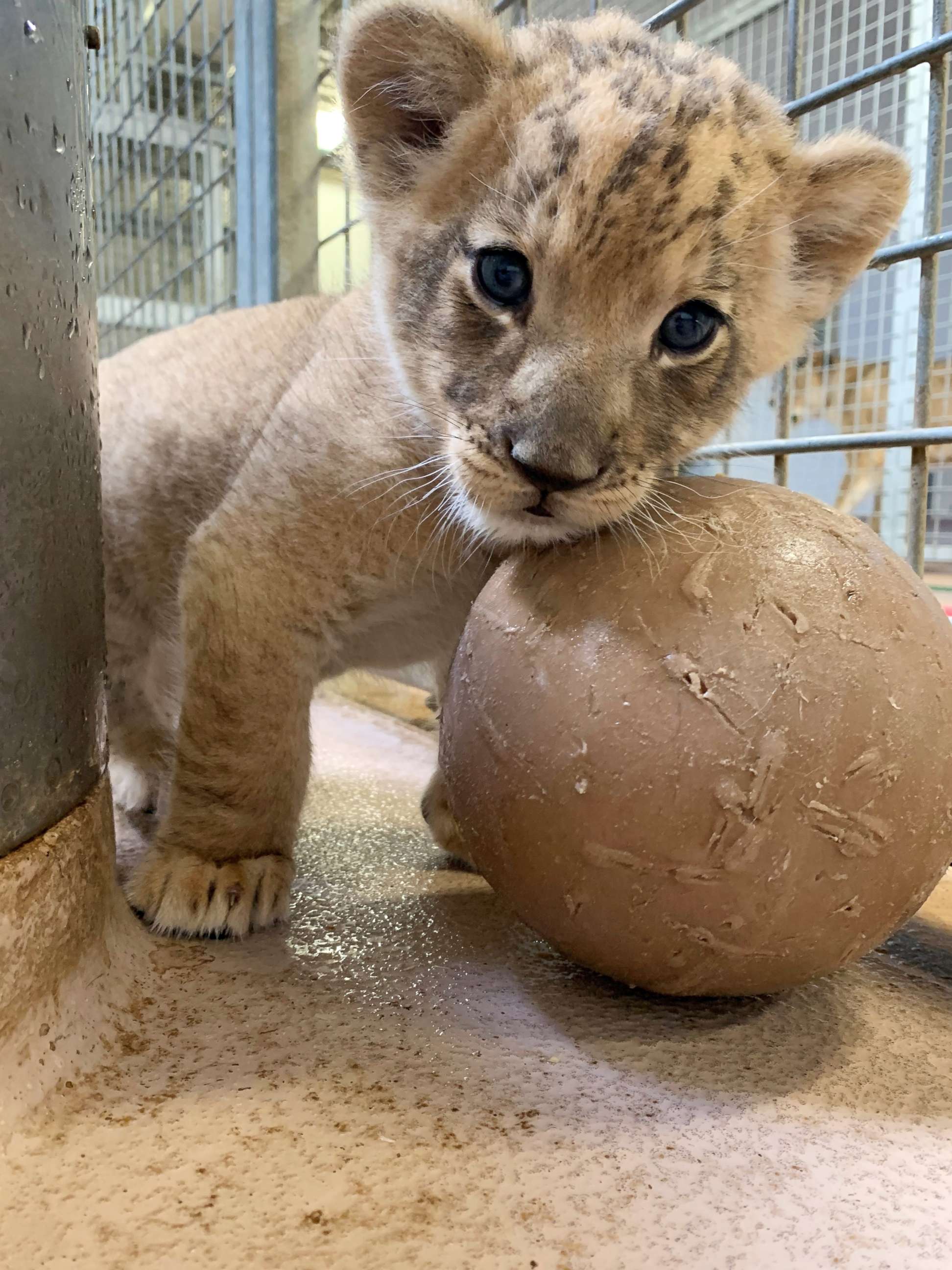 PHOTO: The Denver Zoo's new male lion cub plays with a ball inside his den. The cub has yet to be named, but visitors to the zoo can vote for their favorite name by donating money to the exhibit.