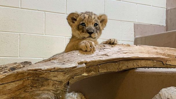 denver-zoo-lion-05-ht-jc-