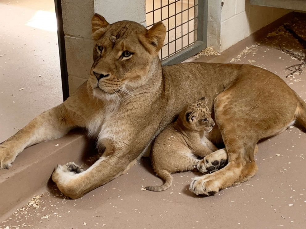 PHOTO: The Denver Zoo's newest pride member, a male lion cub, cuddles with his older sister, Kamara. Kamara and the cub, though a few years apart in age, share a mother named Neliah.
