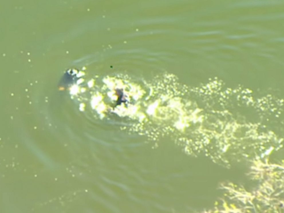 PHOTO: Sarasota County Sheriffs deputies jumped into a lake to rescue a suspect trying to avoid arrest.