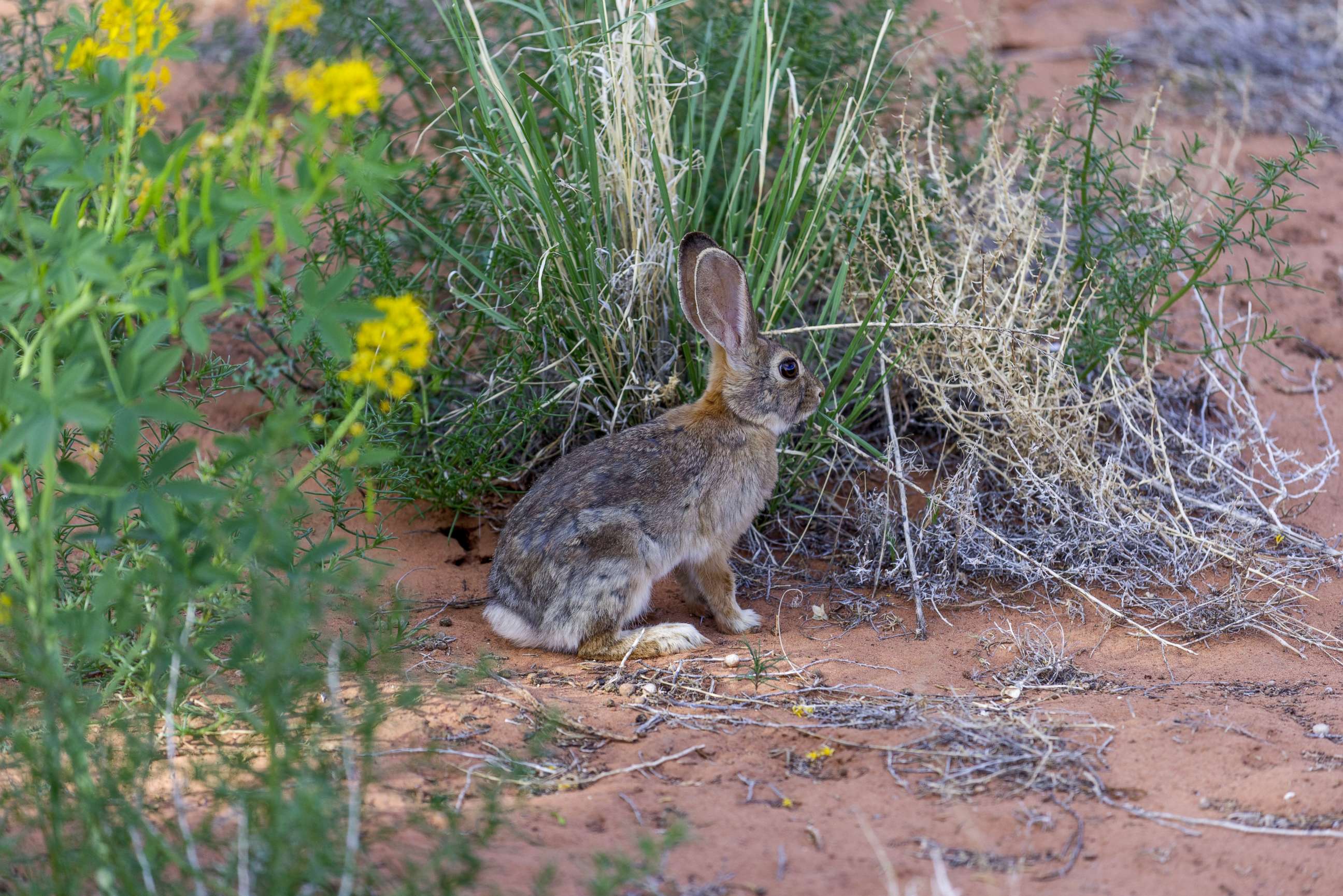 PHOTO: Desert Cottontail (Sylvilagus audubonii), in Utah.