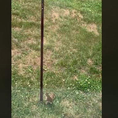 The New Hampshire woman who posted this video to Facebook says she greased the pole in her backyard in order to prevent squirrels like this one from feasting on her bird feeder.