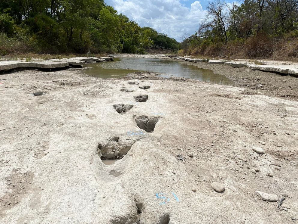 PHOTO: Dinosaur tracks from around 113 million years ago, discovered in the Texas State Park after severe drought conditions that dried up a river, Aug. 23, 2022.