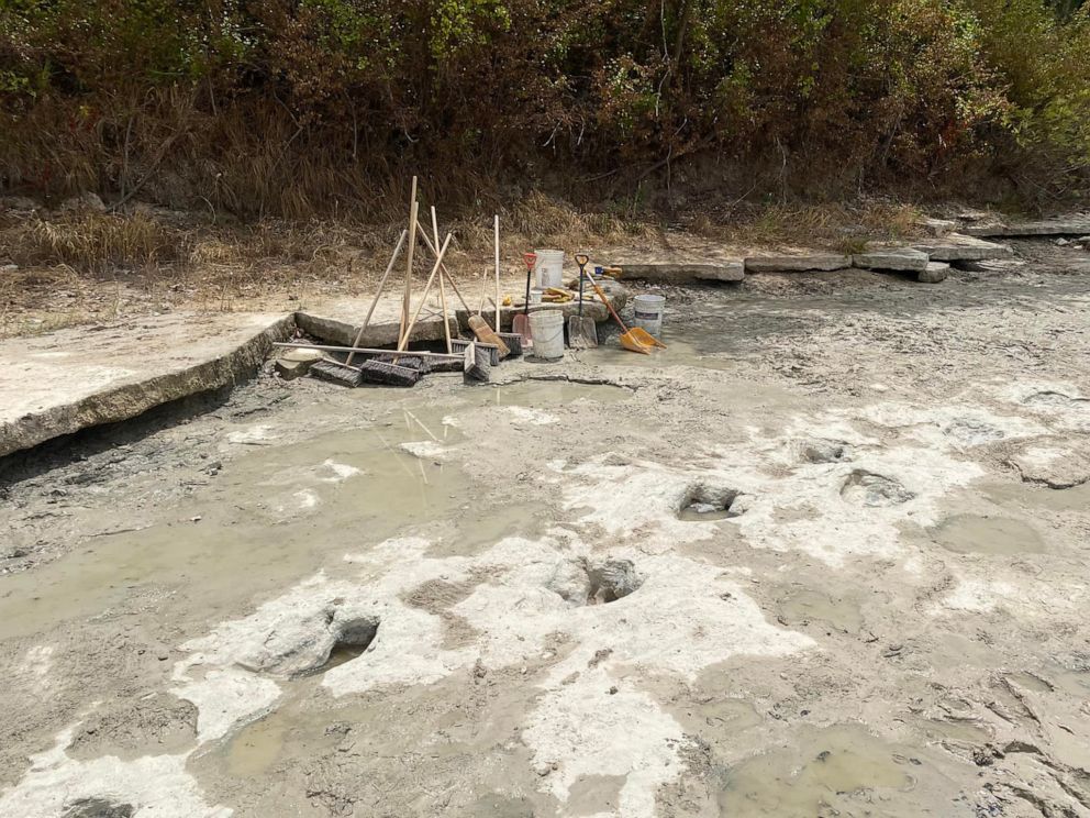 PHOTO: Dinosaur tracks from around 113 million years ago have been discovered in Dinosaur Valley State Park State Park after severe drought conditions dried up a riverbed.