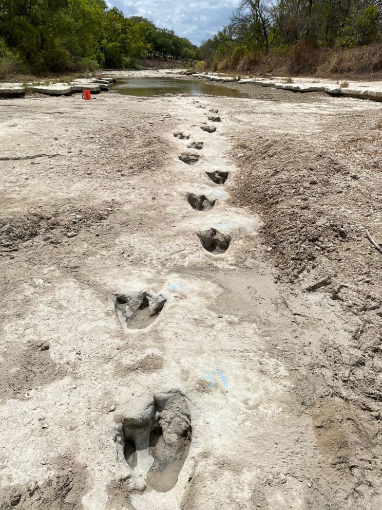 PHOTO: Dinosaur tracks from around 113 million years ago have been discovered in Dinosaur Valley State Park State Park after severe drought conditions dried up a riverbed.