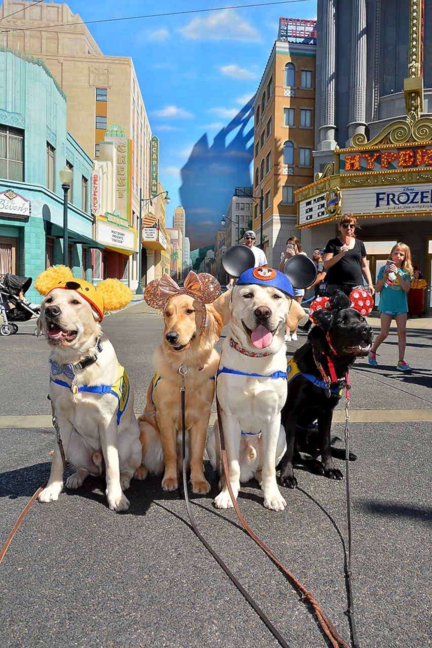 PHOTO: A group of our volunteer puppy raisers recently took their Canine Companions puppies to Disneyland.