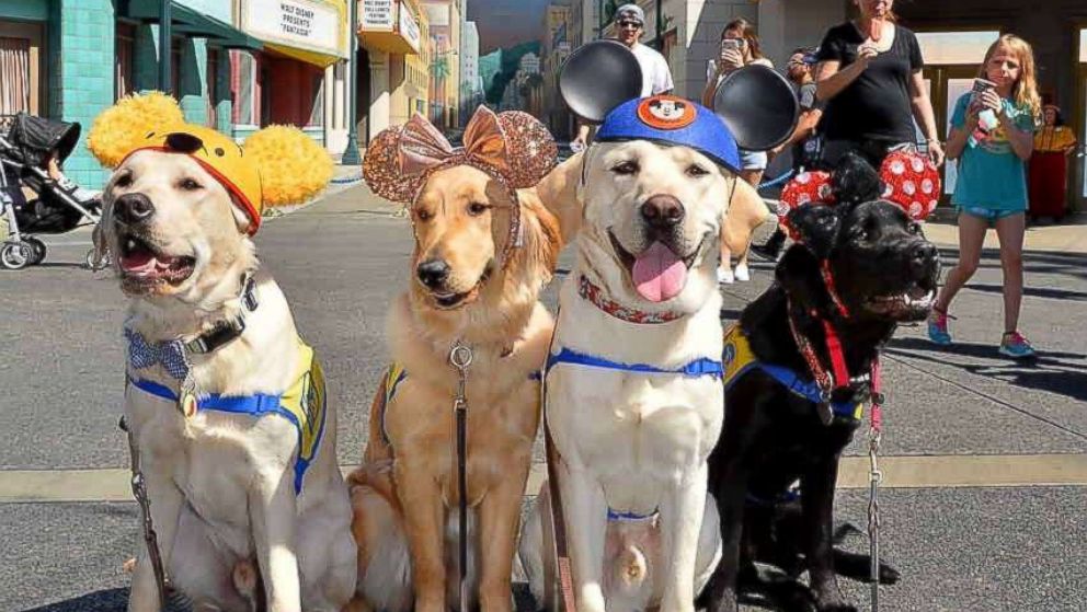 VIDEO: These service dogs visiting Disneyland will make your day 