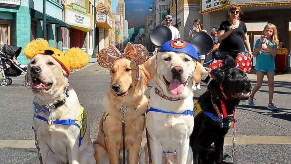 PHOTO: A group of our volunteer puppy raisers recently took their Canine Companions puppies to Disneyland.