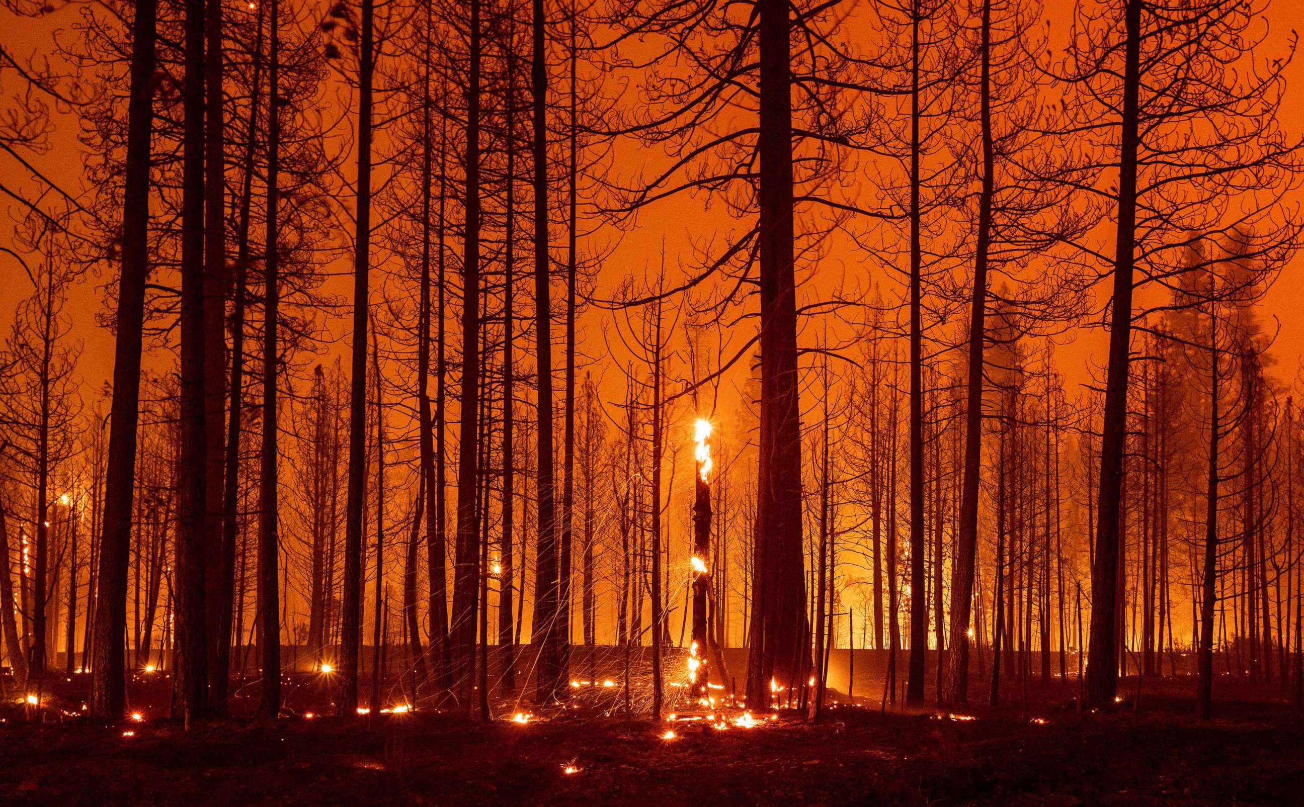 PHOTO: Trees smolder and burn during the Dixie fire near Greenville, Calif., Aug. 3, 2021.