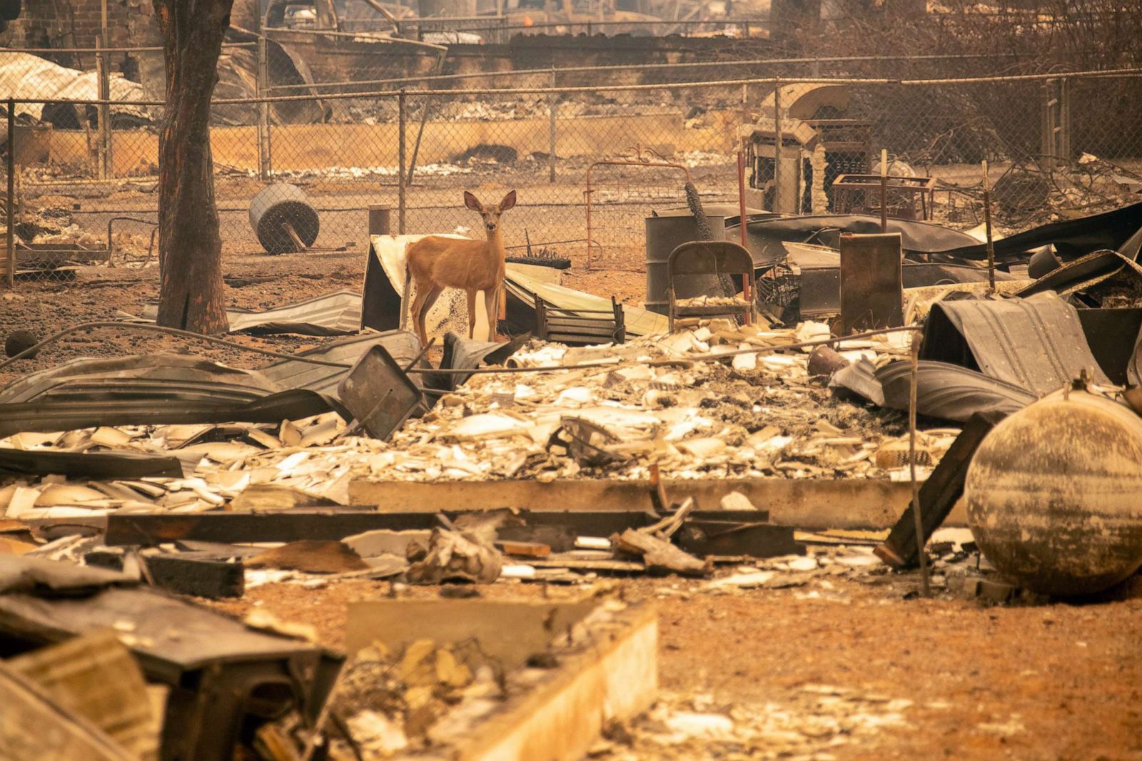 Historic Dixie Fire continues to burn in California Photos  Image #71 