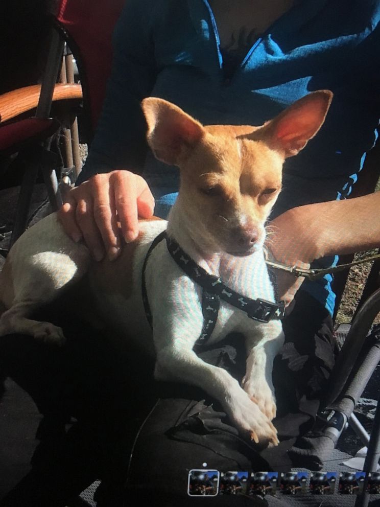 PHOTO: Authorities are searching for a woman caught on camera taking a dog from a 7-Eleven in Longmont, Colorado, after its owner had a seizure.