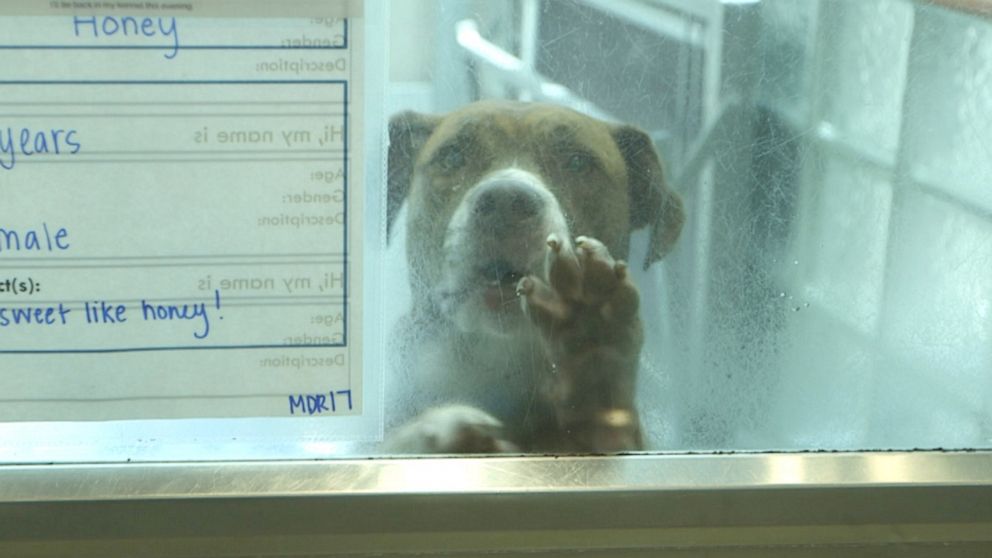 Dog happy to see owner cheap at shelter