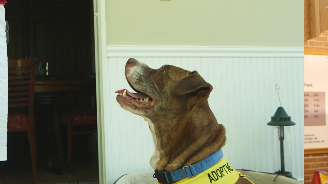 PHOTO: The Humane Rescue Alliance's program in Washington, D.C. allows volunteers to check out a dog for a few hours instead of becoming a full-time foster. 