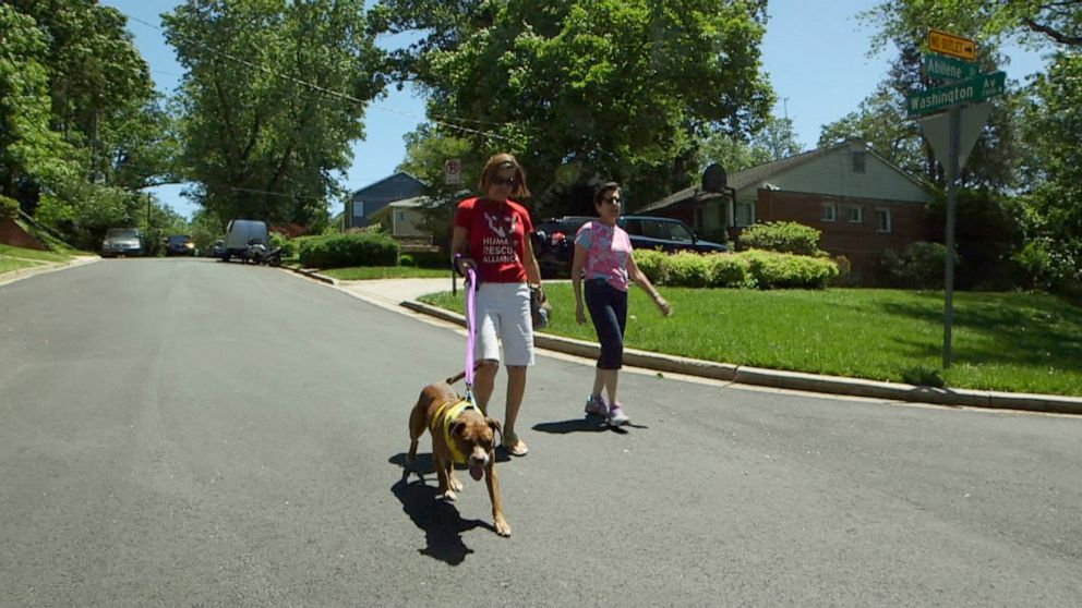 PHOTO: The Humane Rescue Alliance's program in Washington, D.C. allows volunteers to check out a dog for a few hours instead of becoming a full-time foster. 