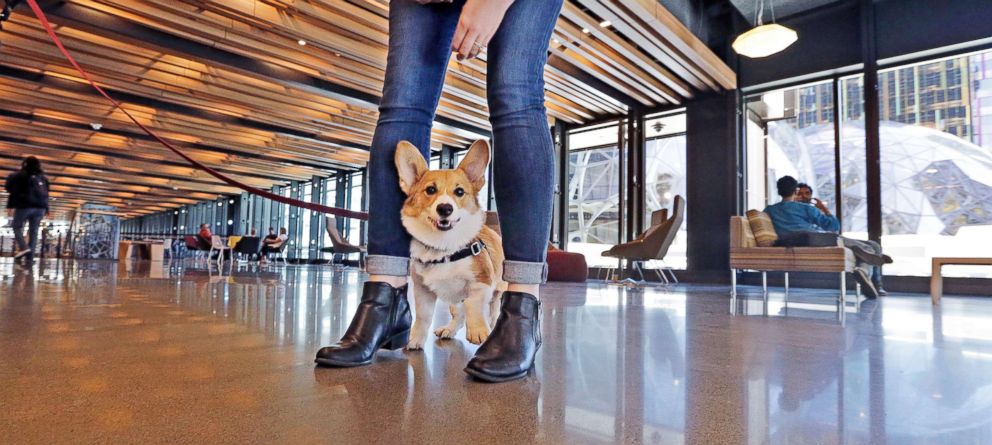 PHOTO: A dog belonging to an employee eyes a visitor inside Amazon's Day One building in downtown Seattle, Sept. 27, 2017.