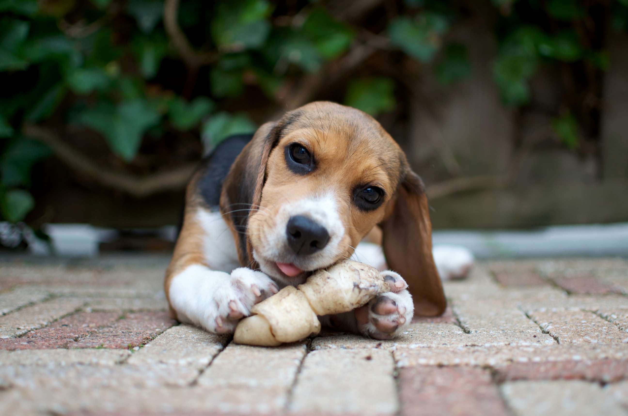 PHOTO: A dog chews on a bone.