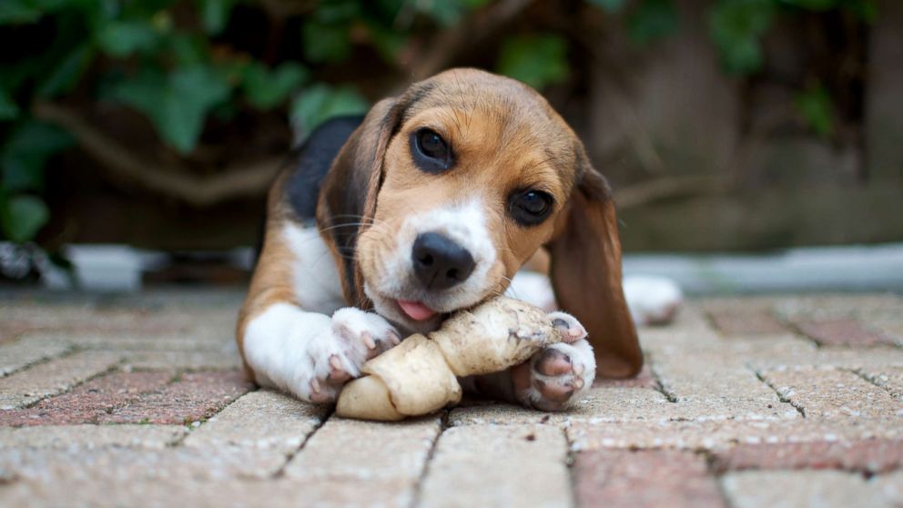 PHOTO: A dog chews on a bone.