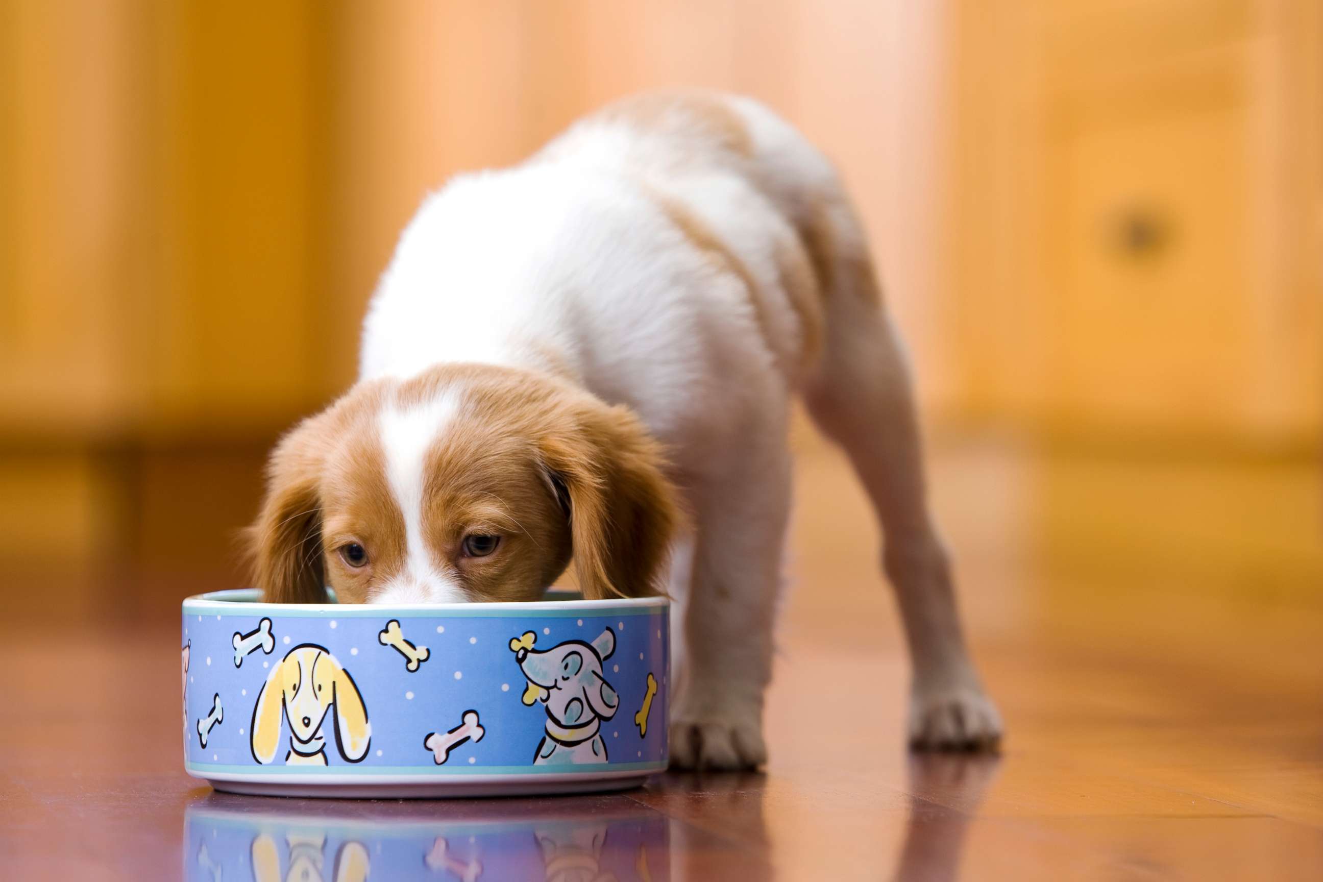 PHOTO: A dog eats in this undated stock photo.